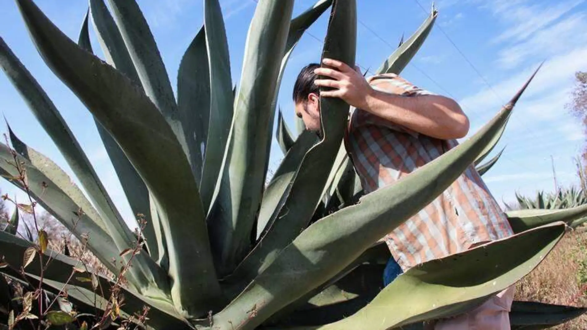 Pulque (1)